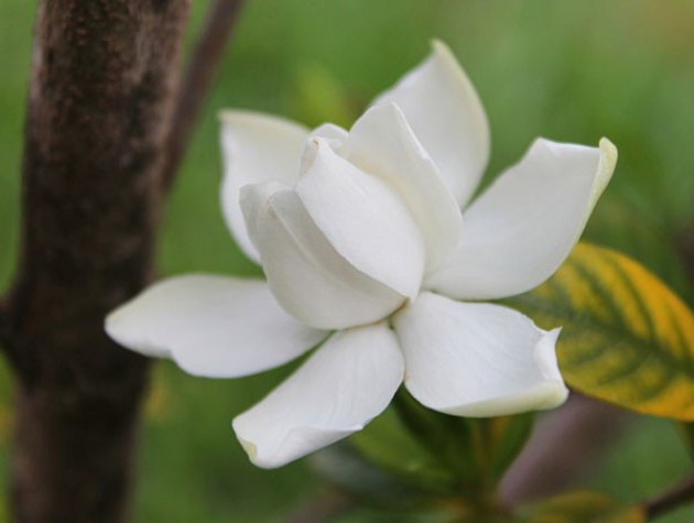 8 loại cây nên trồng trong nhà để thanh lọc, làm sạch không khí